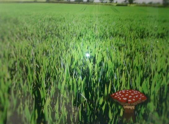 Mushrooms...mmm - Damla Tokcan Faro